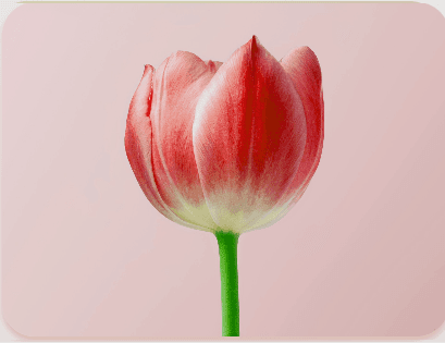 Tulipe